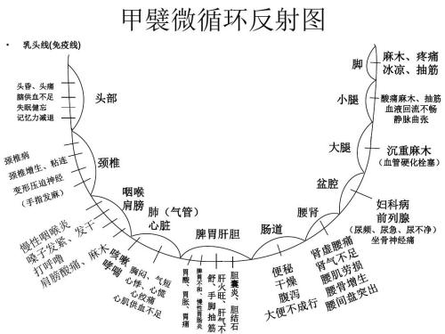 甲襞微循环